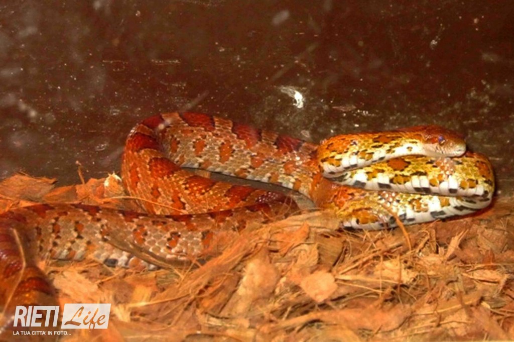 CATTURATO DALLA FORESTALE UN SERPENTE A VILLA REATINA Rieti Life CATTURATO DALLA FORESTALE UN SERPENTE A VILLA REATINA Rieti Life